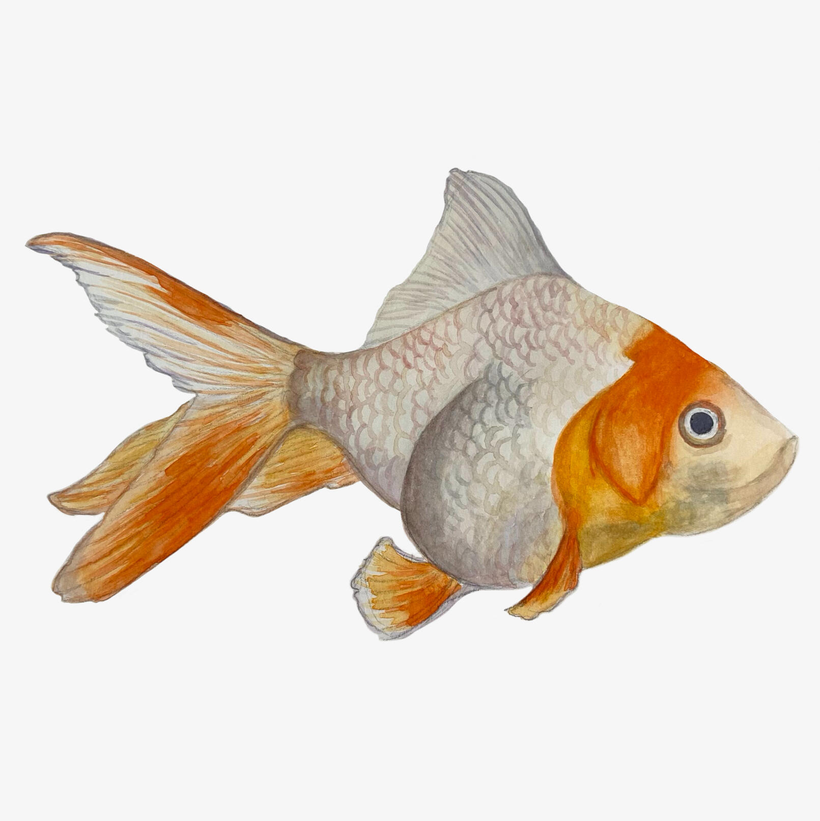 Goldfish (watercolor)