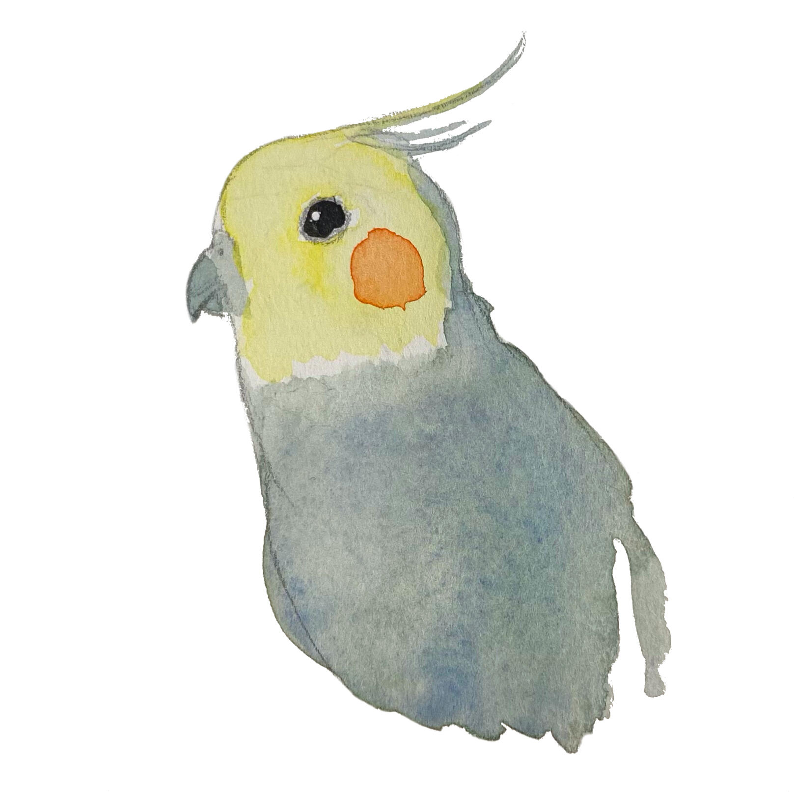 Cockatiel (watercolor)