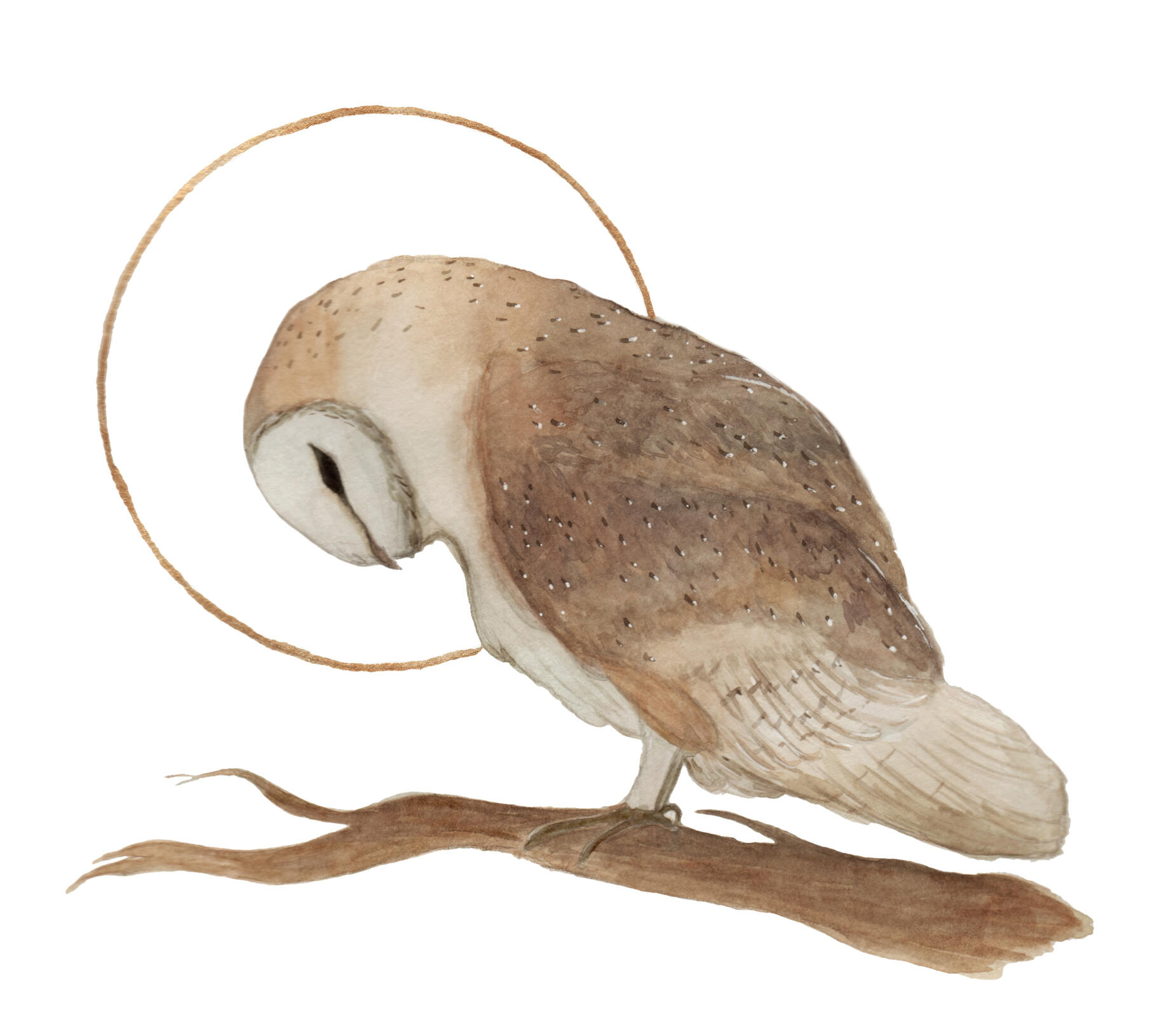 Barn Owl (watercolor)